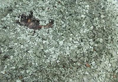 人到中年过年的句子(汇总15句)