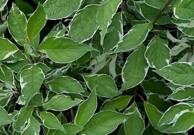 人物的外貌句子摘抄(精选50句)