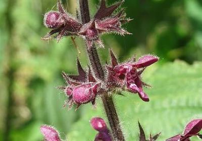 人物外貌描写句子(实用20句)