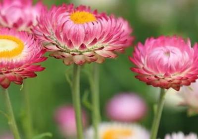 什么一样的什么造句子(汇总60句) 什么一样的什么造句子(汇总60句)