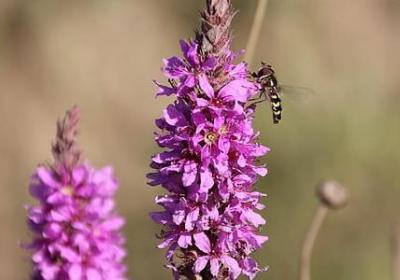 什么什么吧的句子(必备61句)