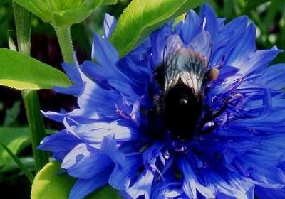 人死了心痛的句子(共50句)