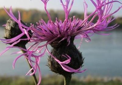 人心毒的句子(汇总40句)