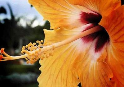 人间失格句子迷(汇总20句)