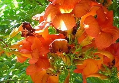 人和鱼的爱情句子(通用20句)