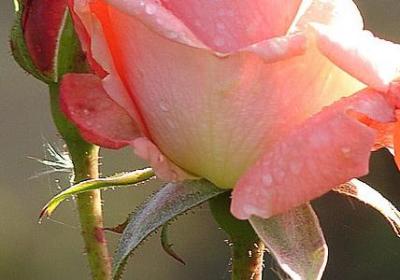 人深思的句子(推荐50句)