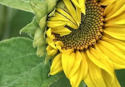 什么什么子茜句子(推荐50句)