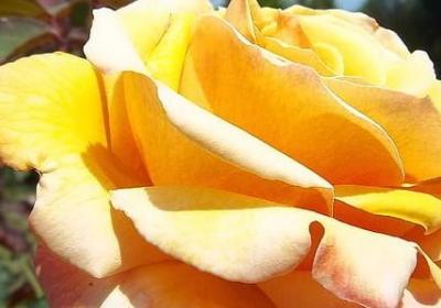 什么句子里面有血丝(汇总40句)