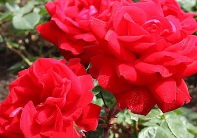 什么句子隐含我想你了(合集50句)