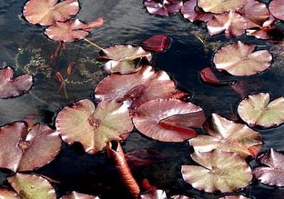 人活着不容易的句子(40句)