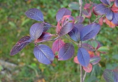 人生呀句子(汇总60句)