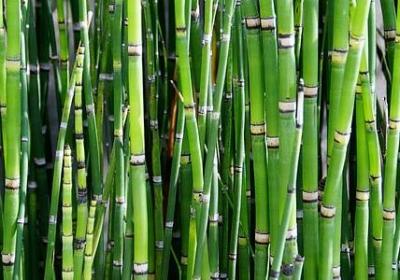 人教版八年级上册句子(必备40句)