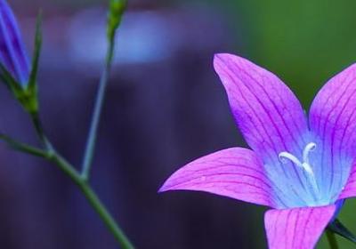 人性本善的句子(通用40句)