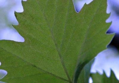 人生未来的句子(合集70句)