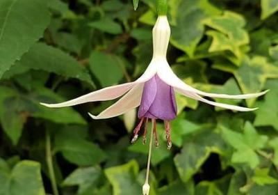 人肯说的句子(通用40句)