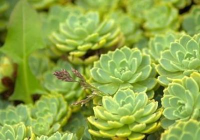 什么叫社保句子(合集6句) 什么叫社保句子(合集6句)