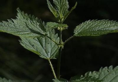 什么是兄弟的句子(推荐5句)