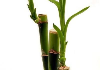 今日短句子(汇总50句)