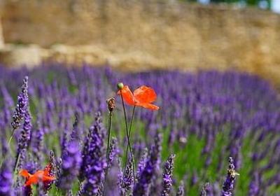 什么吧提问句子(热门20句) 什么吧提问句子(热门20句)