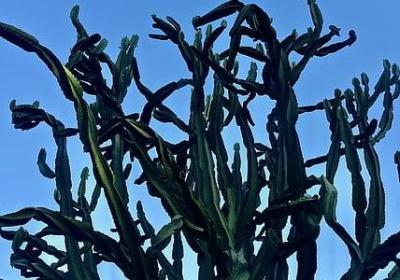 介绍名人出场的句子(通用40句)