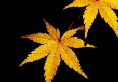 代表刚需的句子(40句)