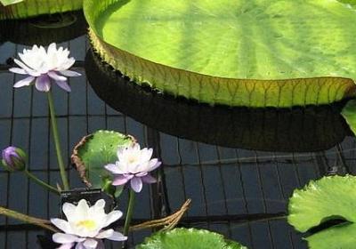 介绍中卫的句子英文(优选20句)