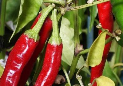 什么好似什么的句子(精选40句) 什么好似什么的句子(精选40句)