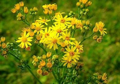 介绍飞花令的句子(合集5句)