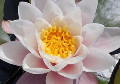 介绍古玩的句子(热门10句)