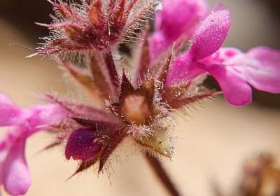 什么必有妖的句子(推荐80句) 什么必有妖的句子(推荐80句)