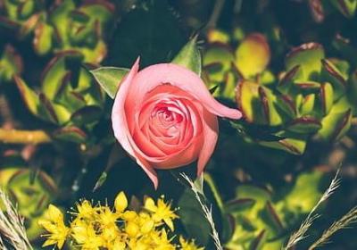 什么在微笑造句子(必备50句) 什么在微笑造句子(必备50句)