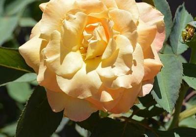 什么多想什么写句子(通用10句) 什么多想什么写句子(通用10句)