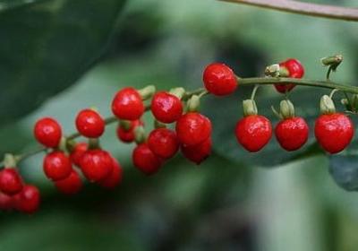 什么唱歌写句子(精选40句) 什么唱歌写句子(精选40句)