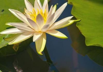 介绍白茶的句子(实用6句)