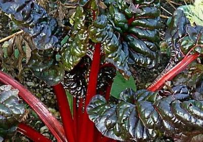 什么才是爱 文案句子(汇总10句) 什么才是爱 文案句子(汇总10句)