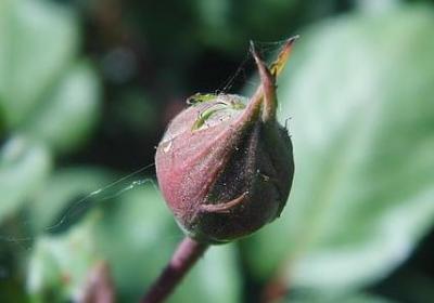 什么姓什么名句子(40句) 什么姓什么名句子(40句)