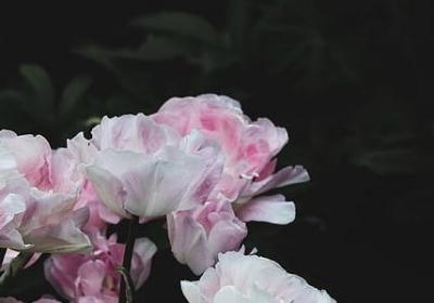 什么句子可以表示自律(汇总41句) 什么句子可以表示自律(汇总41句)