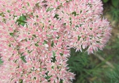 什么徐徐的句子(精选50句) 什么徐徐的句子(精选50句)