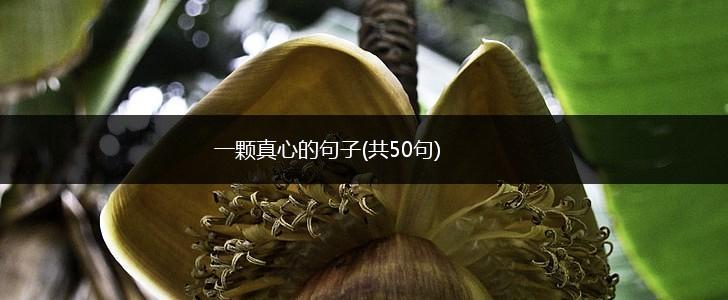 一颗真心的句子(共50句),第1张
