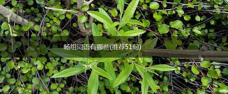 畅组词语有哪些(推荐51句),第1张 畅组词语有哪些(推荐51句),第1张