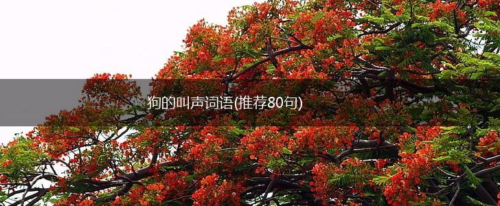 狗的叫声词语(推荐80句),第1张