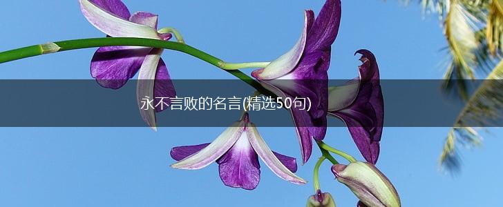 永不言败的名言(精选50句),第1张