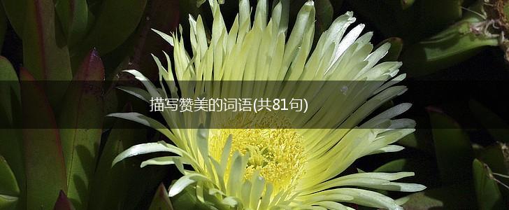 描写赞美的词语(共81句),第1张
