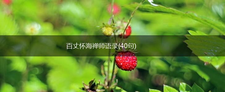 百丈怀海禅师语录(40句),第1张