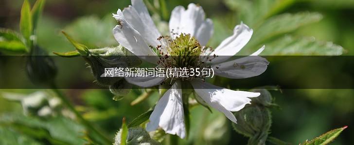 网络新潮词语(精选35句),第1张