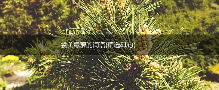 赞美绿萝的词语(精选81句),第1张