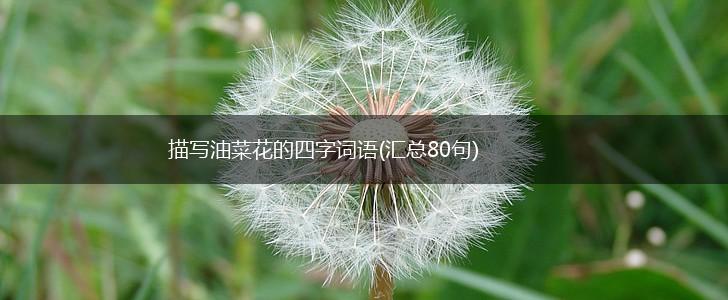 描写油菜花的四字词语(汇总80句),第1张