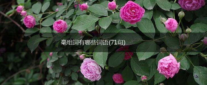 毫组词有哪些词语(71句),第1张