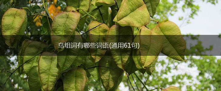 鸟组词有哪些词语(通用61句),第1张