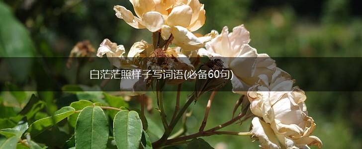 白茫茫照样子写词语(必备60句),第1张